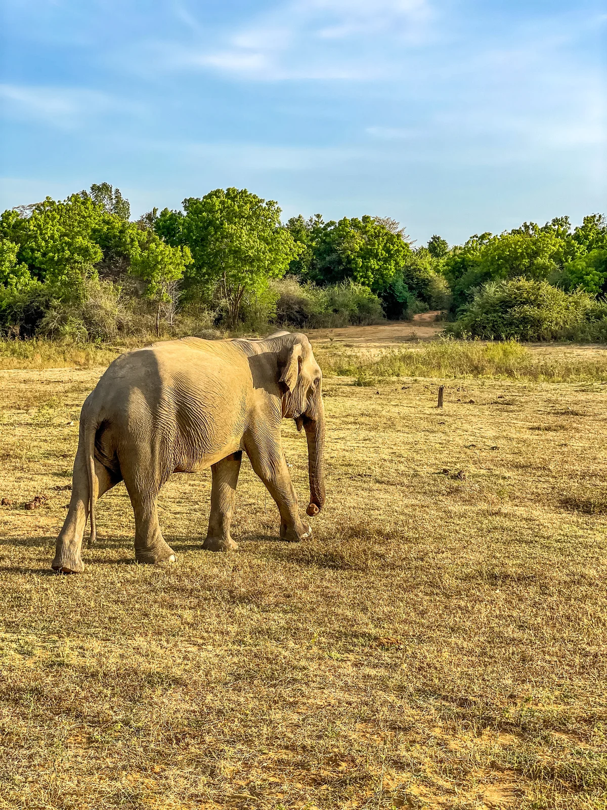 Image Safari in Udawalawe National Park