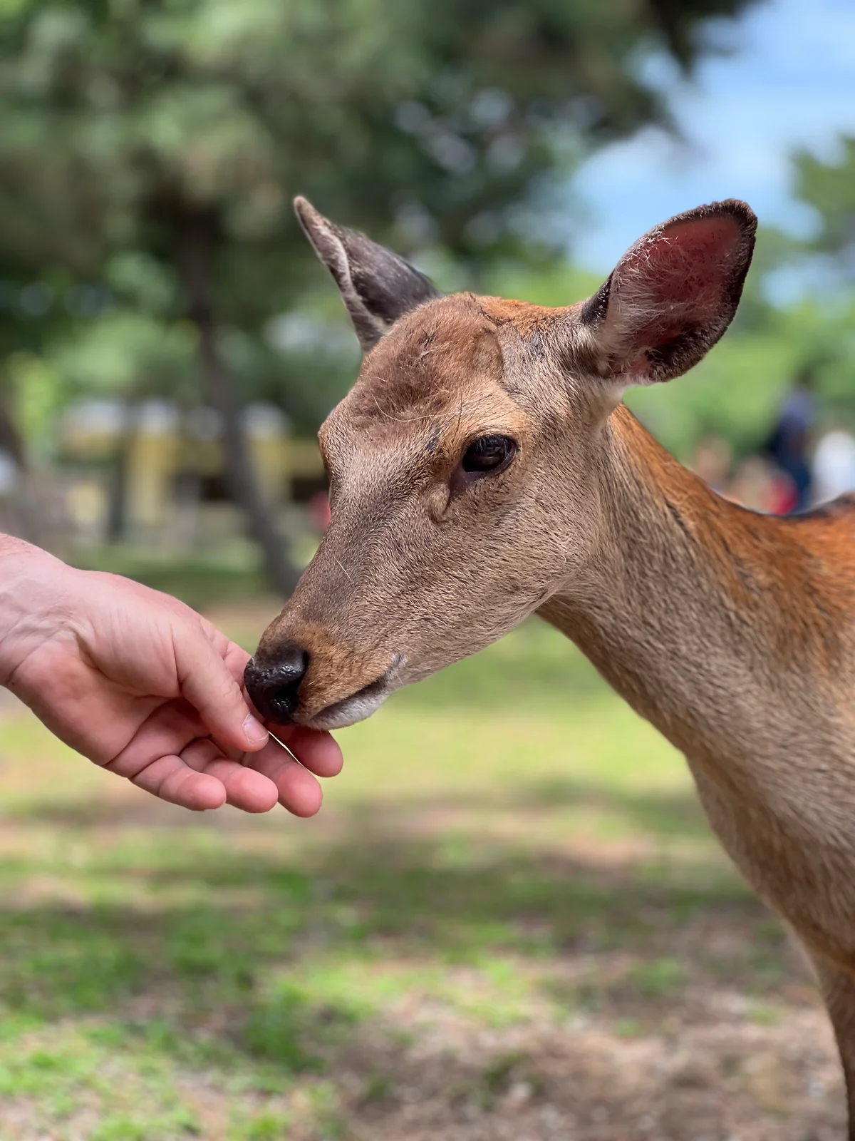 Image Nara Park