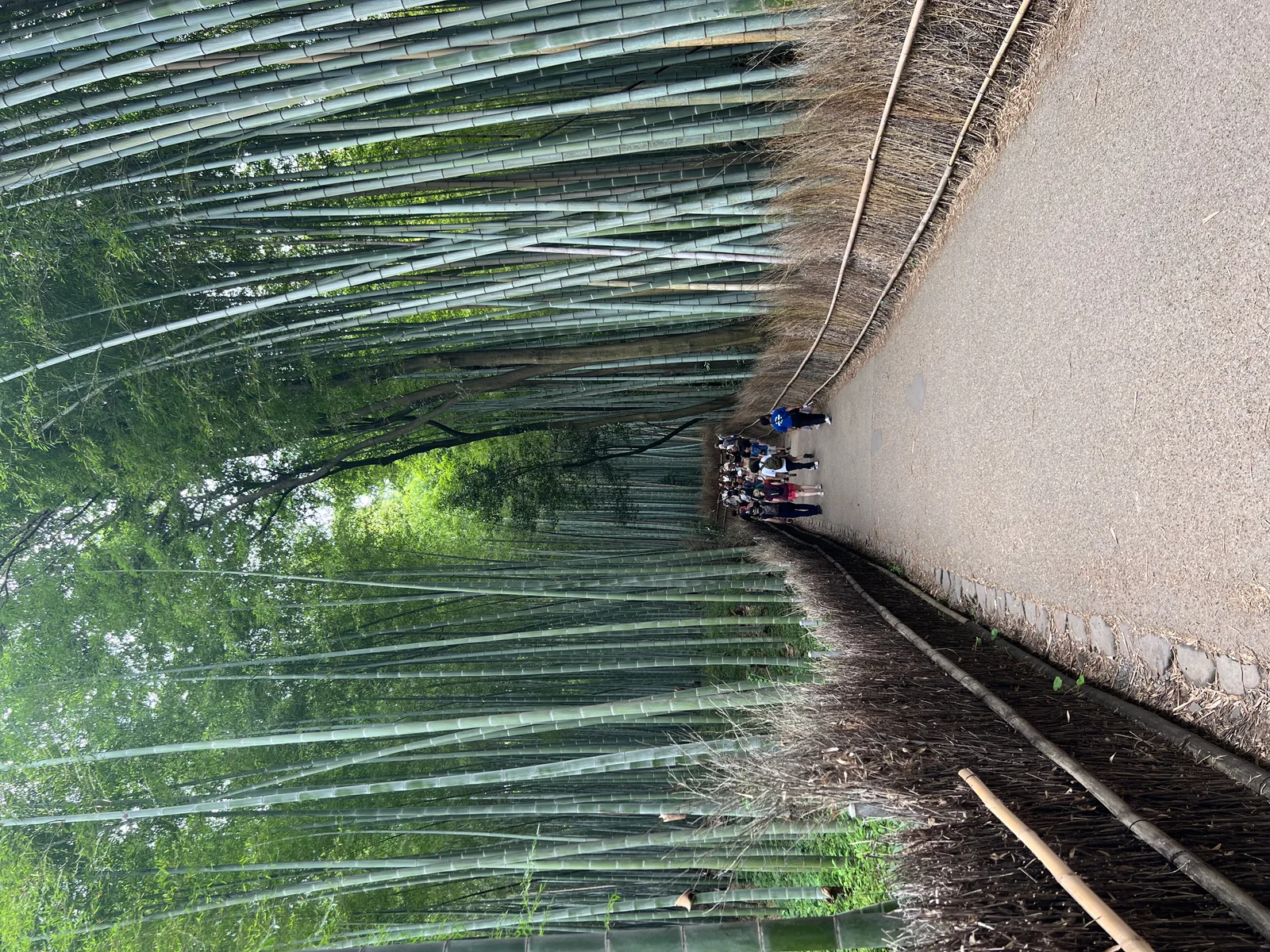 Image Arashiyama Bamboo Grove