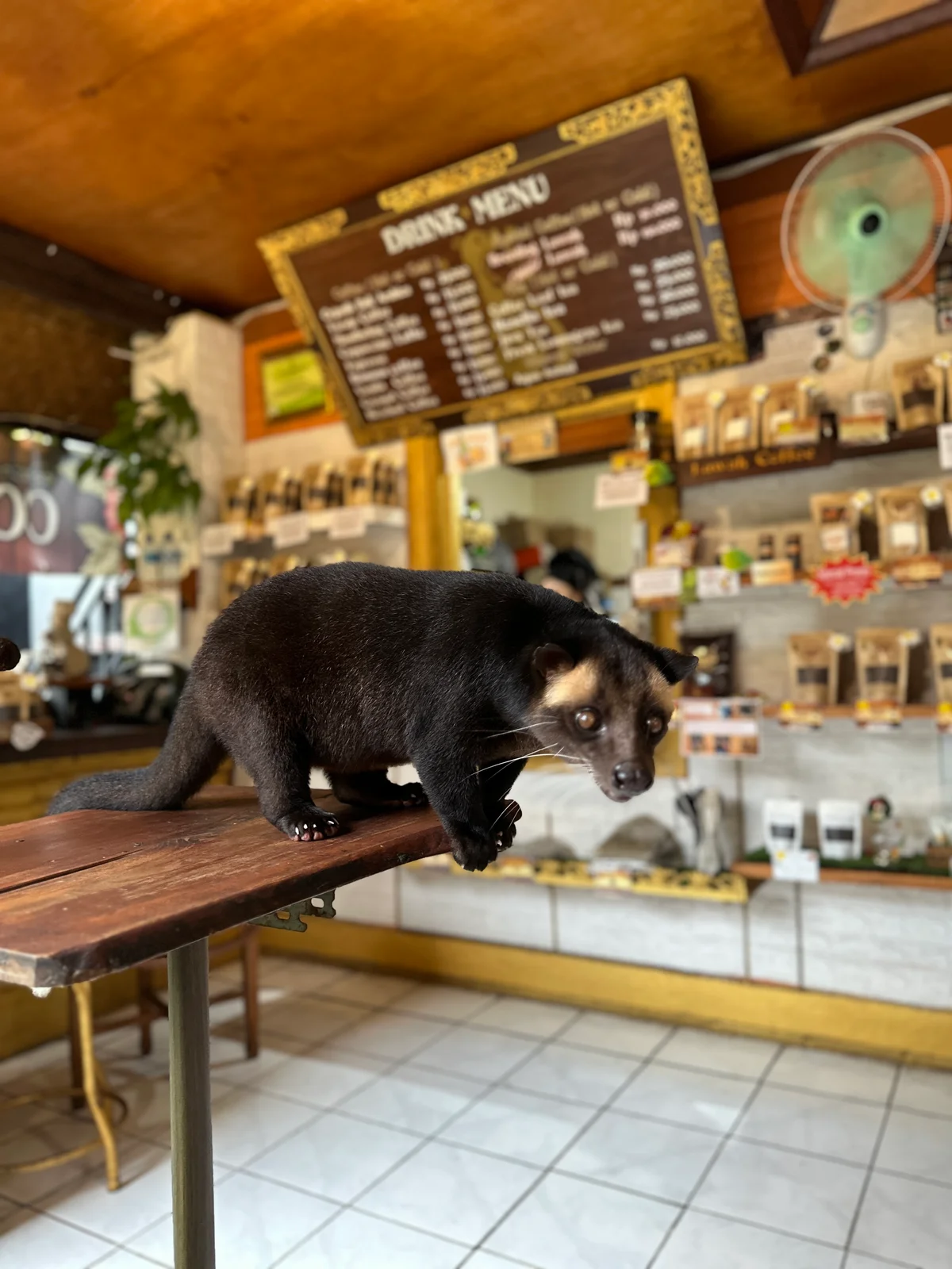 Image Balistar Coffee (Luwak Café)