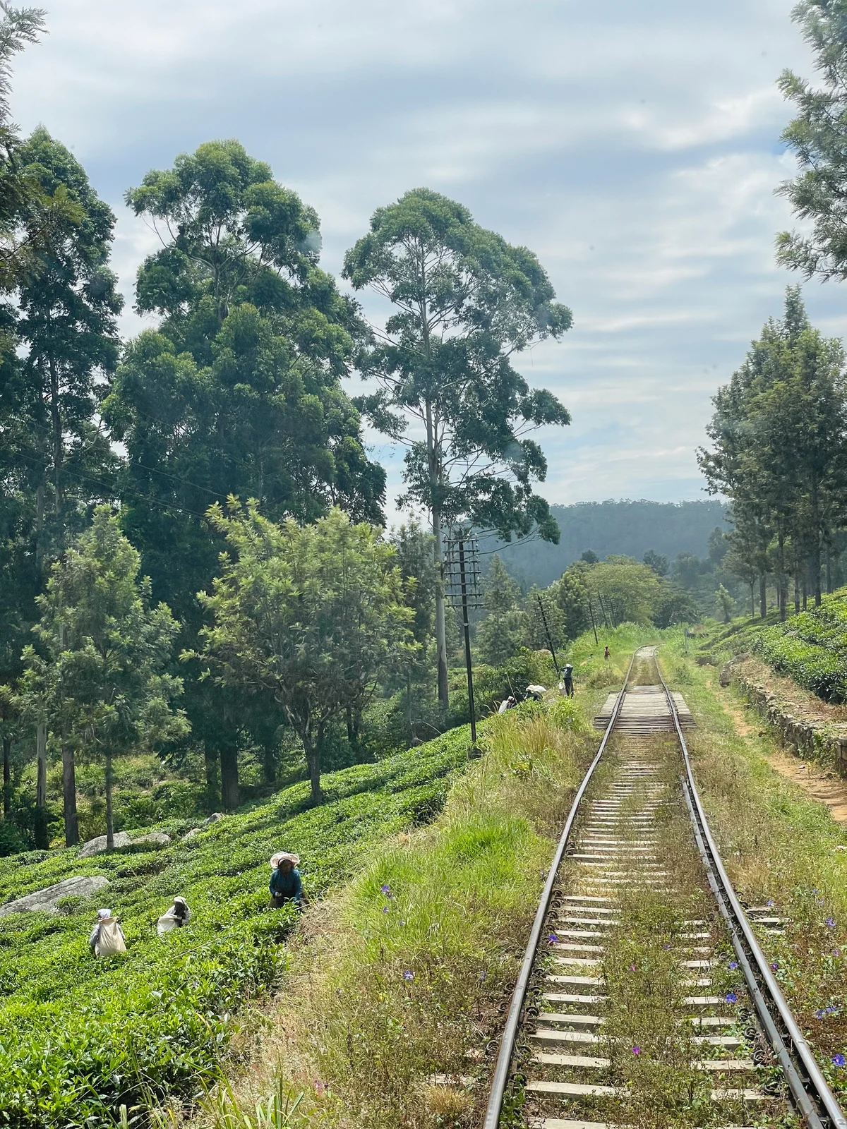 Image Take a train from Ella to Nuwara Eliya